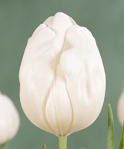Tulip Top White