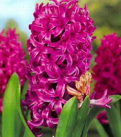 Hyacinth Violet Smith