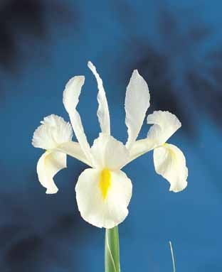 Iris Hollandica White Excelsior