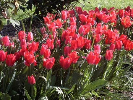 Tulip Wonderful