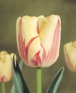 Tulip Worlds Expression