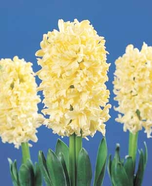 Hyacinth Yellow Queen